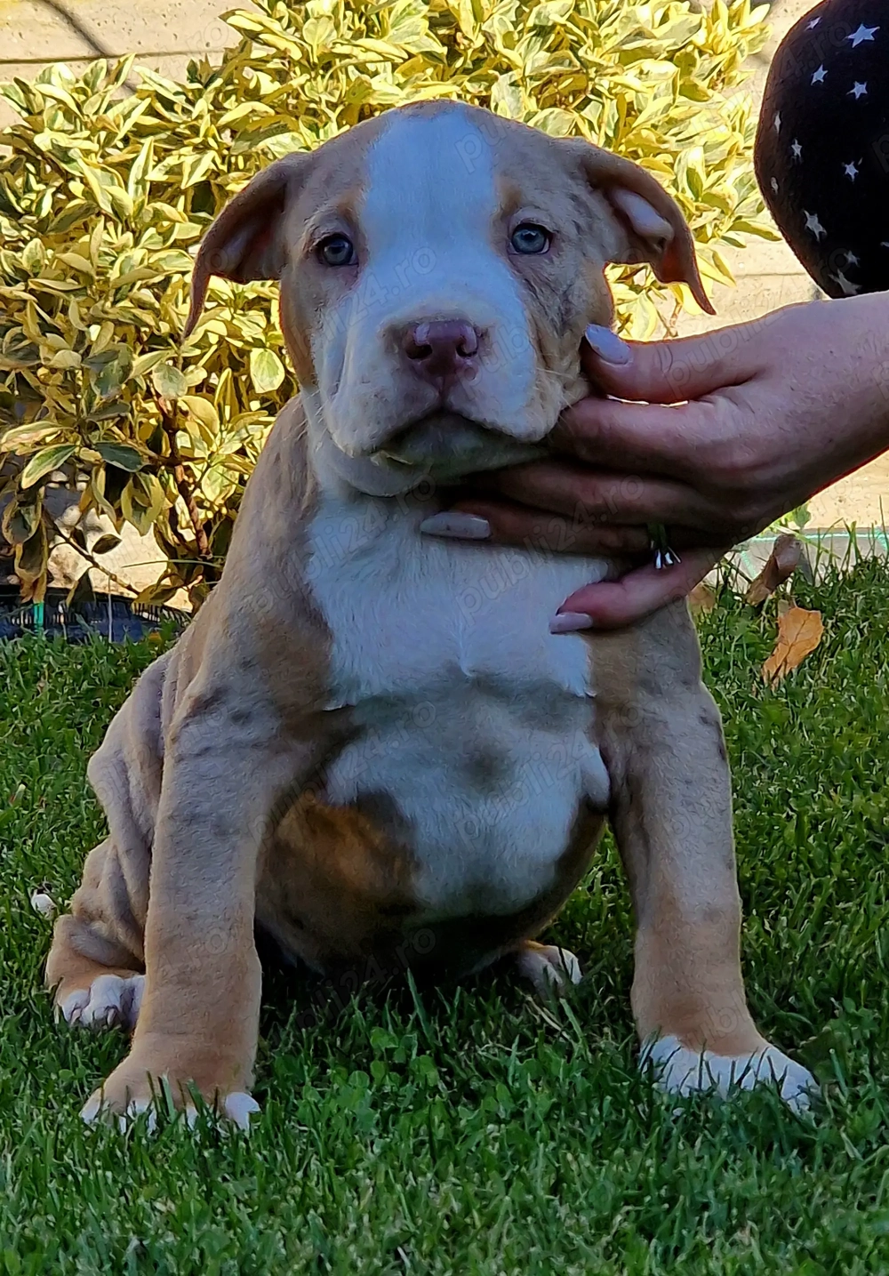 Vand Americam Bully xl