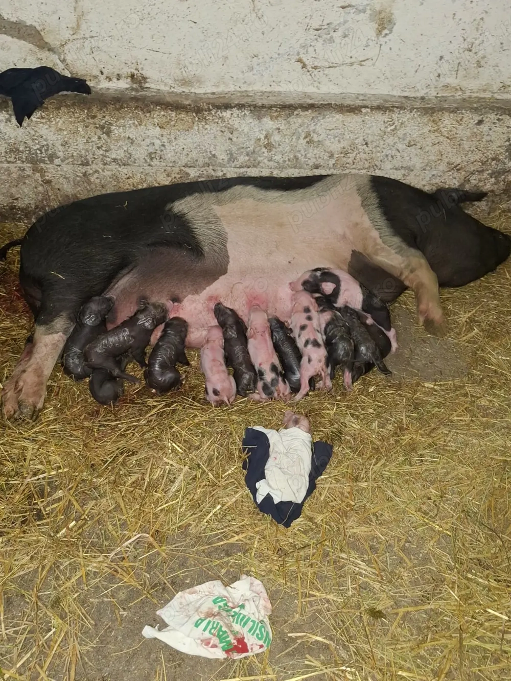 Vînd scroafă cu purcei Vînd scroafă cu purcei