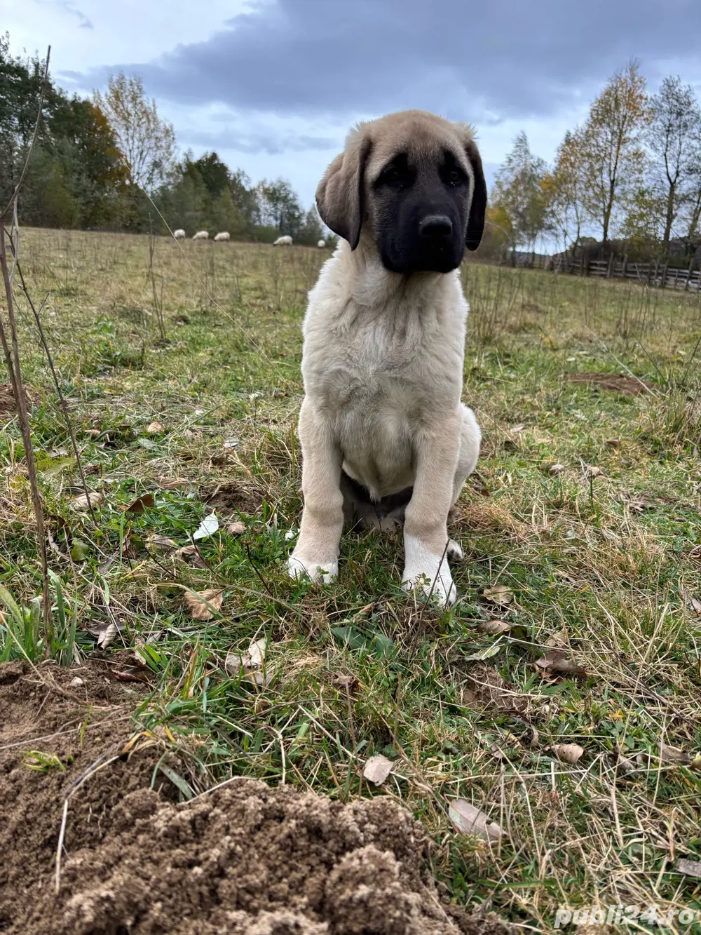 căței kangal malakli cu pedigree FCI 