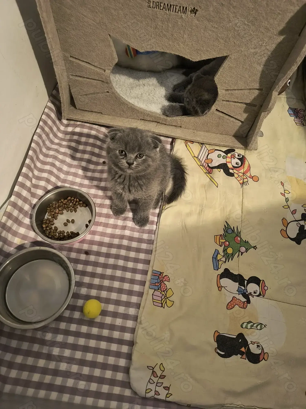 Băieți și fata scottish fold 