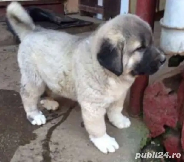 Femela Ciobănesc Carpatin  Femela Ciobănesc Carpatin