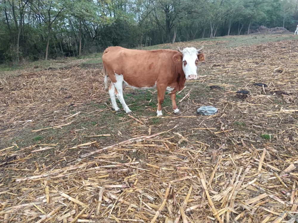 Vând vaci înscrise în COP 