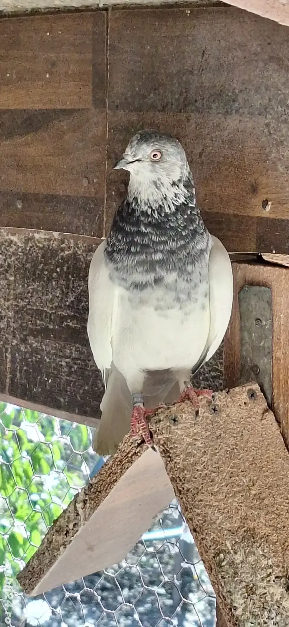 Porumbei berzați de Budapesta Porumbei berzați de Budapesta