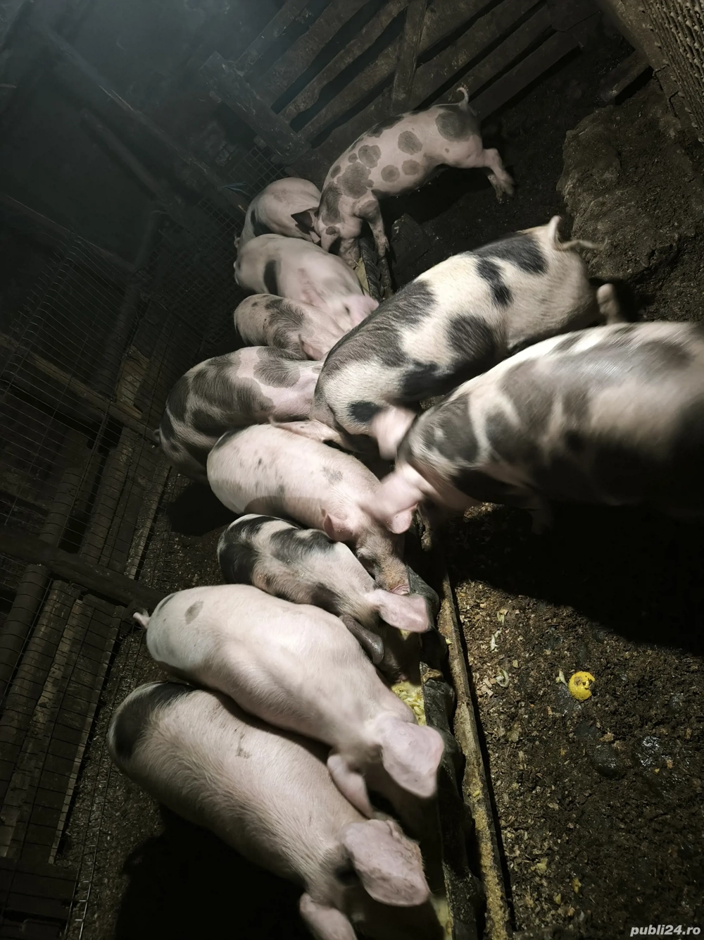 Vând porci rasa petrean 