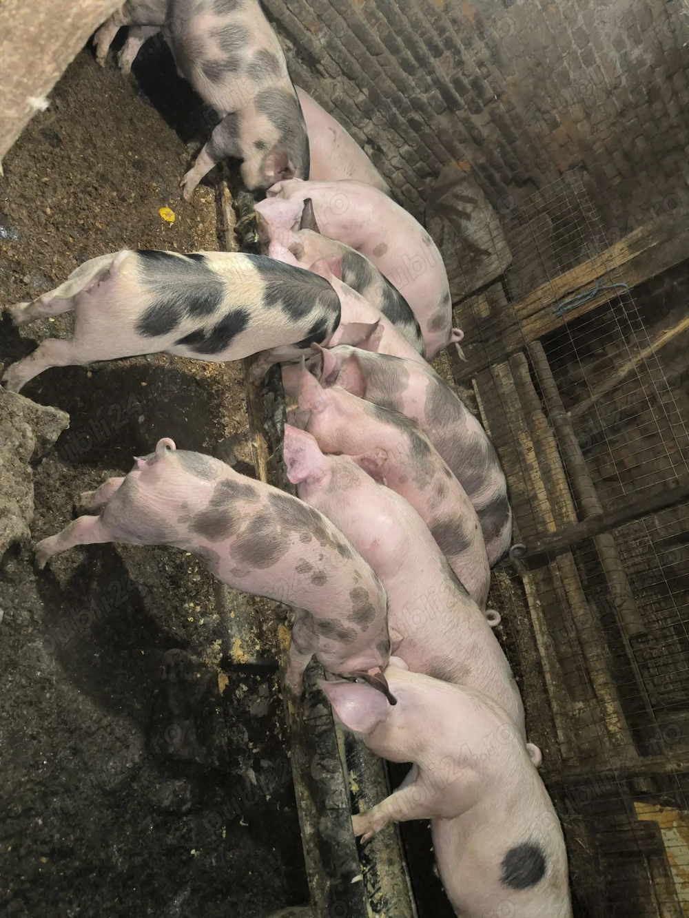 Vând Porci (crescuți acasă bio)