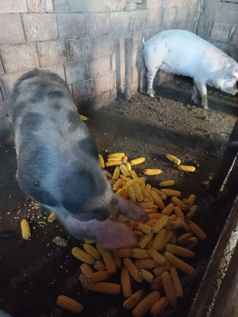 Vând doua scroafe Vând doua scroafe