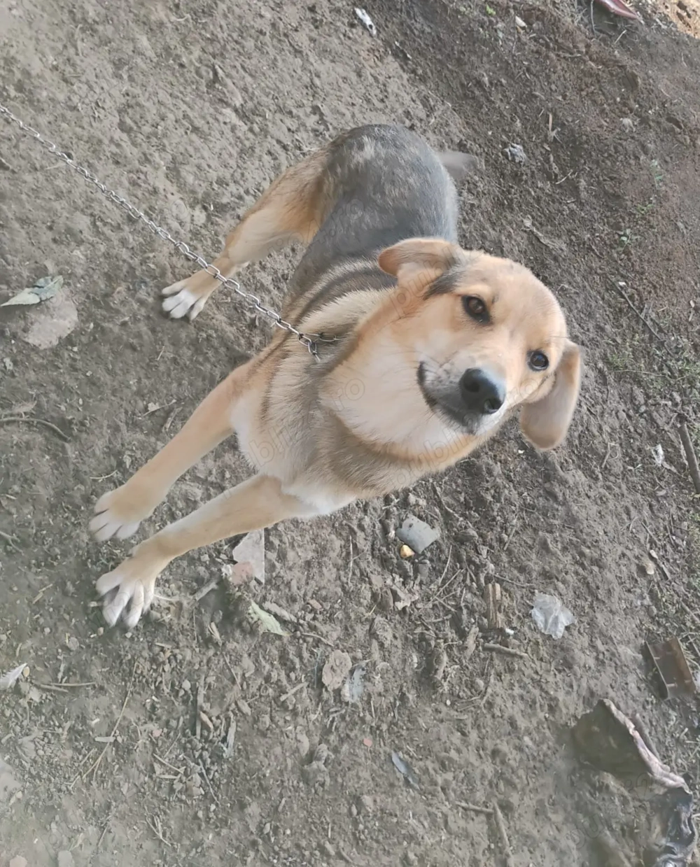 Ofer cățel baiat spre adoptie Ofer cățel baiat spre adoptie