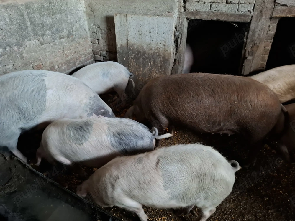 Vand porci pentru Crăciun 