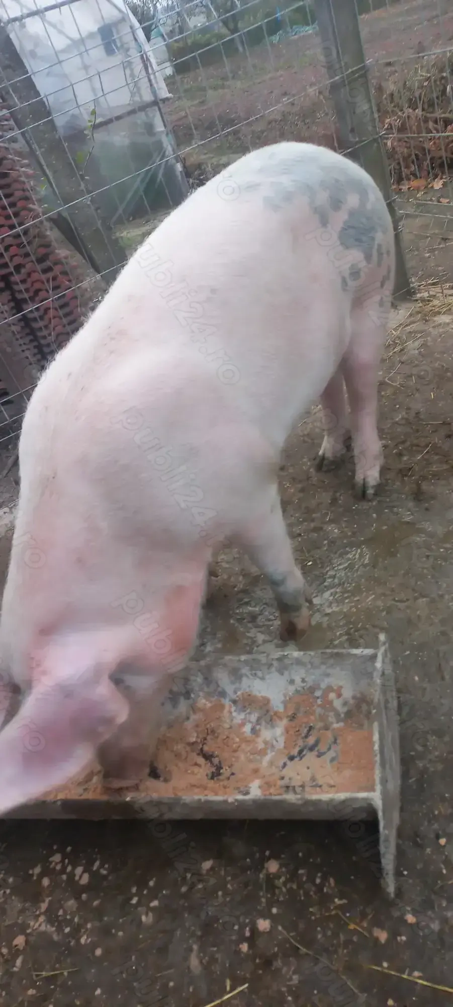 Rezervări Porci de Țară pentru Crăciun crescuți cu cereale 17 Lei . Kg Com Lița Teleorman