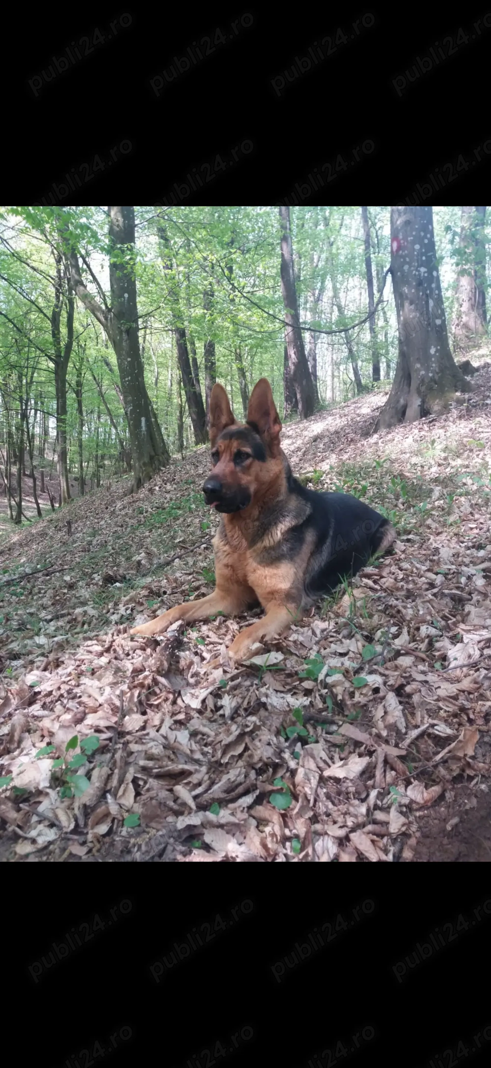 Ciobănesc german puiuț 