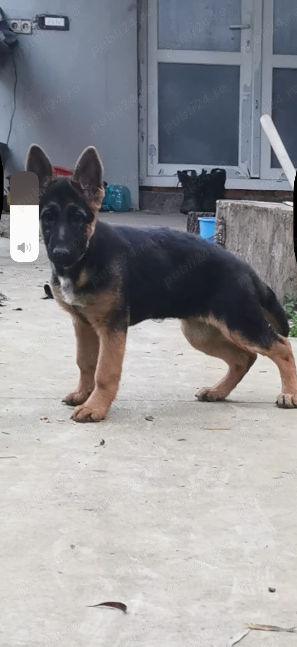 Ciobănesc german puiuți 