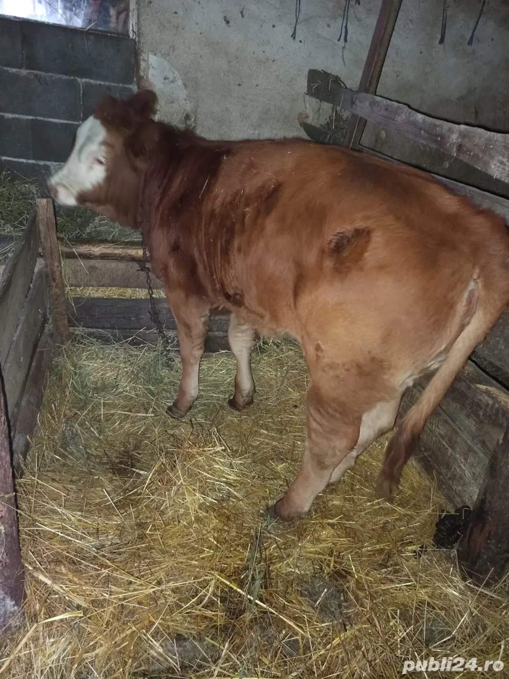 Vand vițea Vand vițea