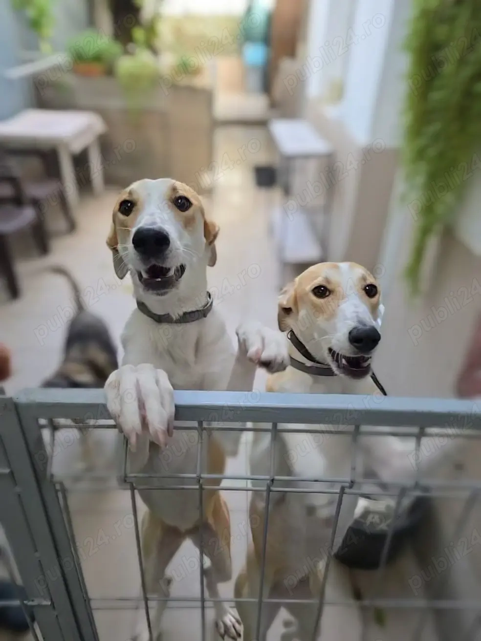 Caine adoptie bucuresti