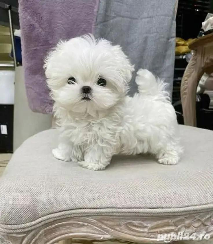 Bichon Maltez Mini Toy 