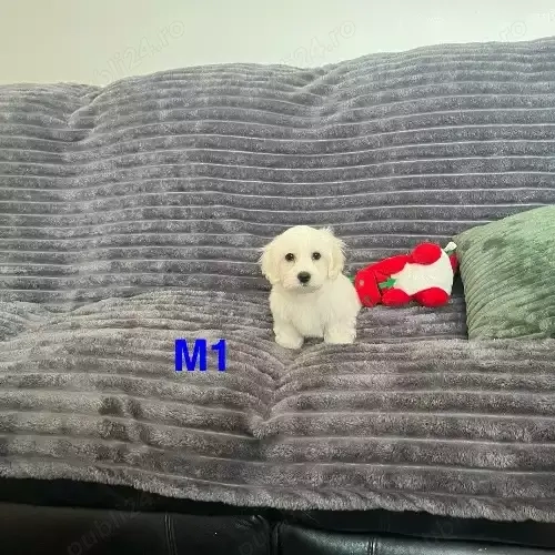 Căței maltezi Teacup de vânzare sub 2000 în apropiere