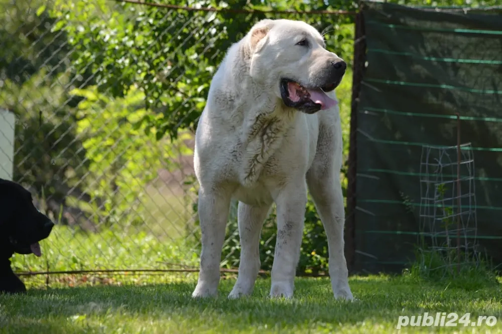 Mascul Asia Centrala