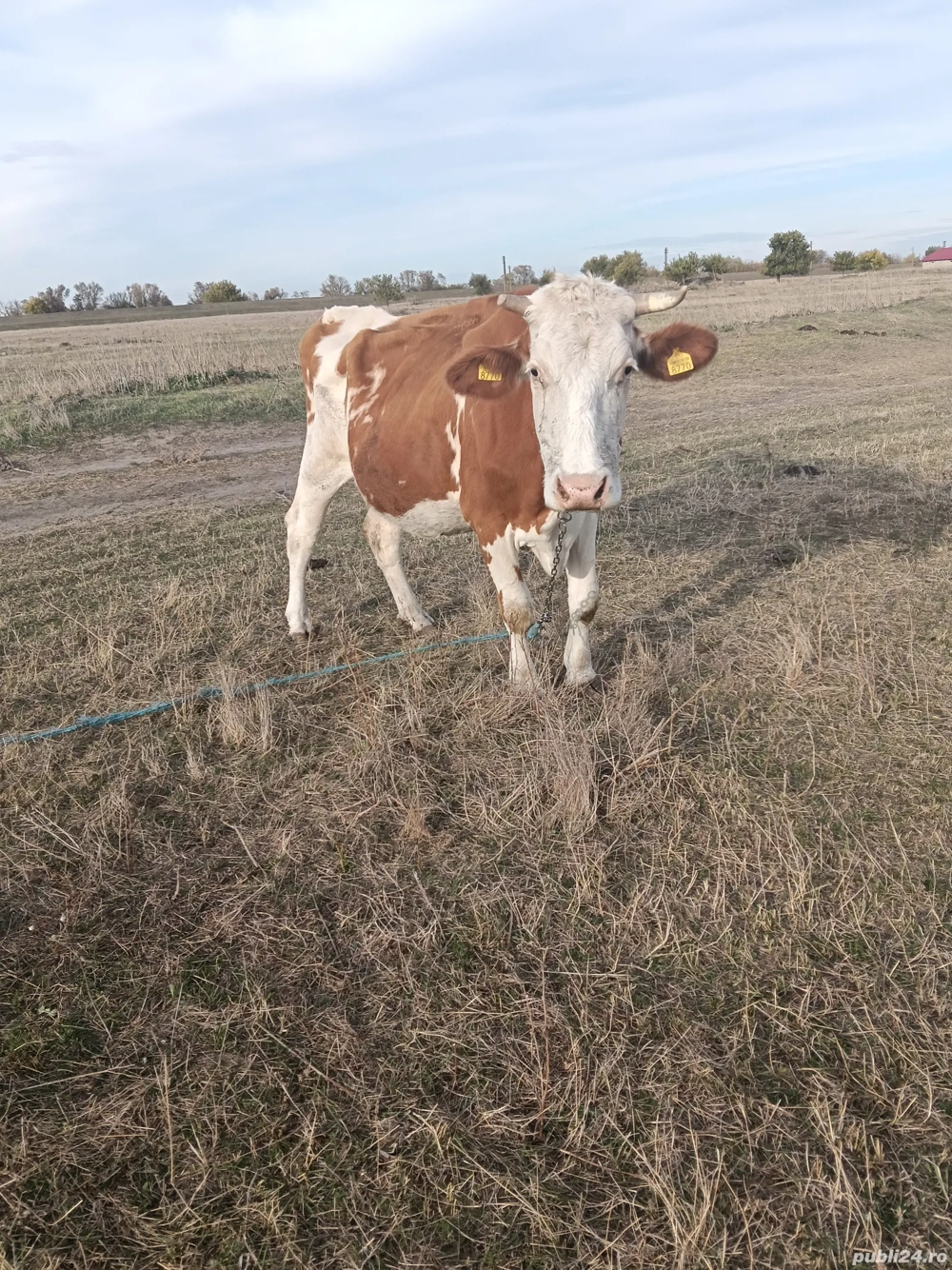 Vaci cu lapte Banloc, jud. Timis