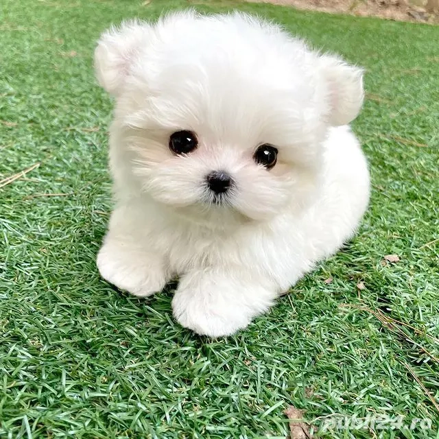 Bichon Maltez Mini Toy Superbi 