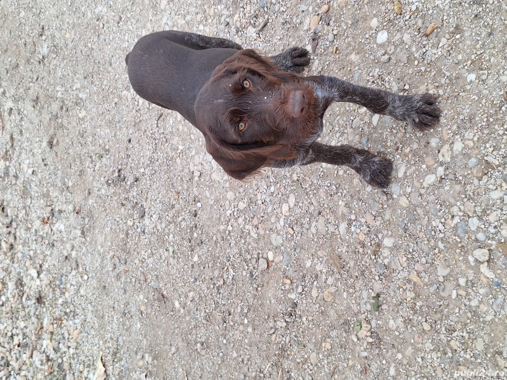 vînd  cătel  vînd  cătel