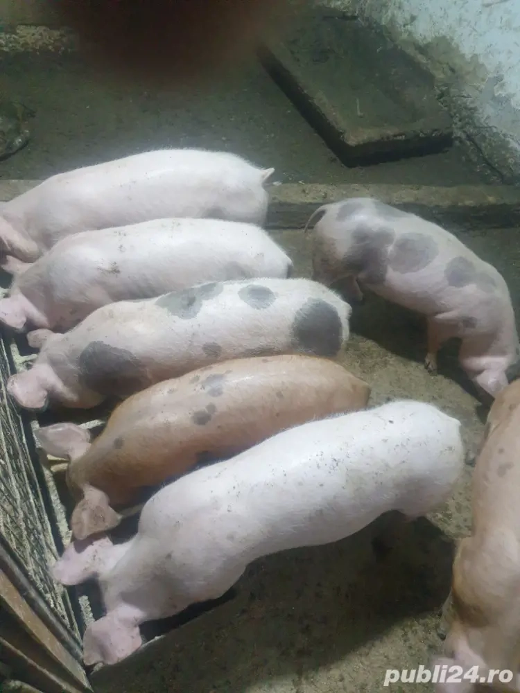 purceii caută stăpîn purceii caută stăpîn