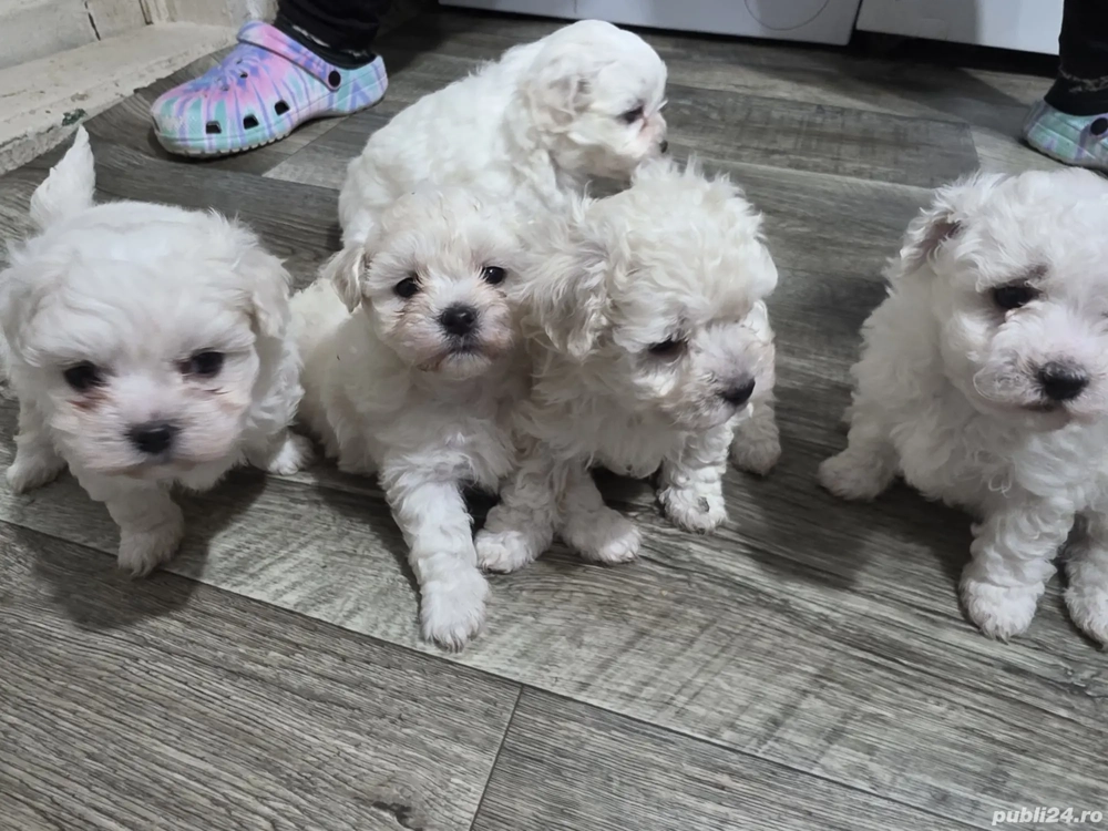 Vând căței bichon 