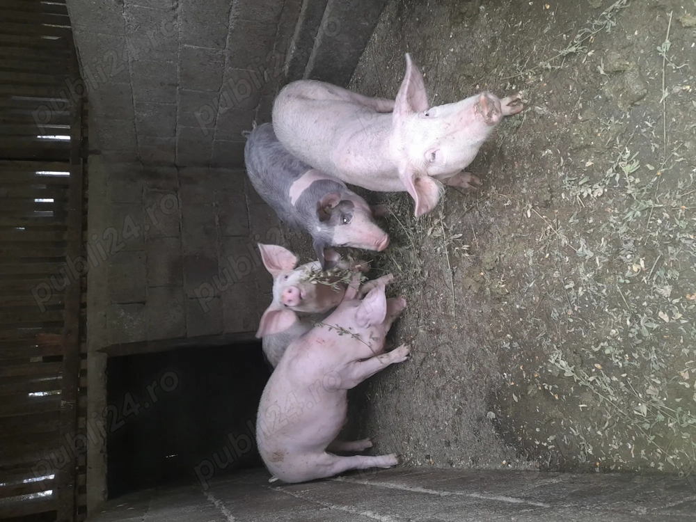 Vand 4 grasuni de 15 saptamani