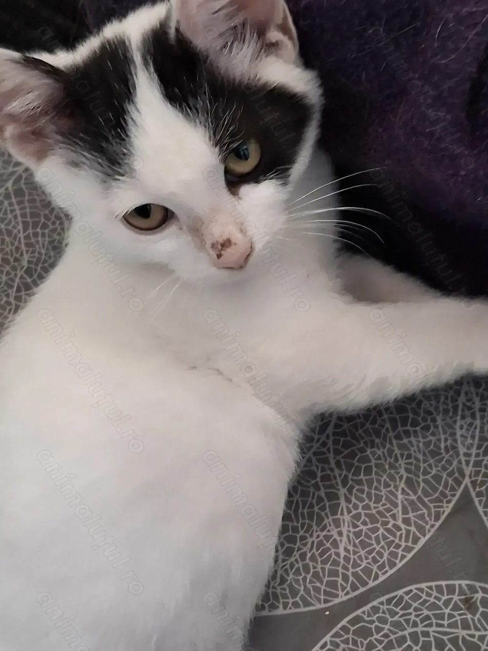 Adoptie motanel Bucuresti