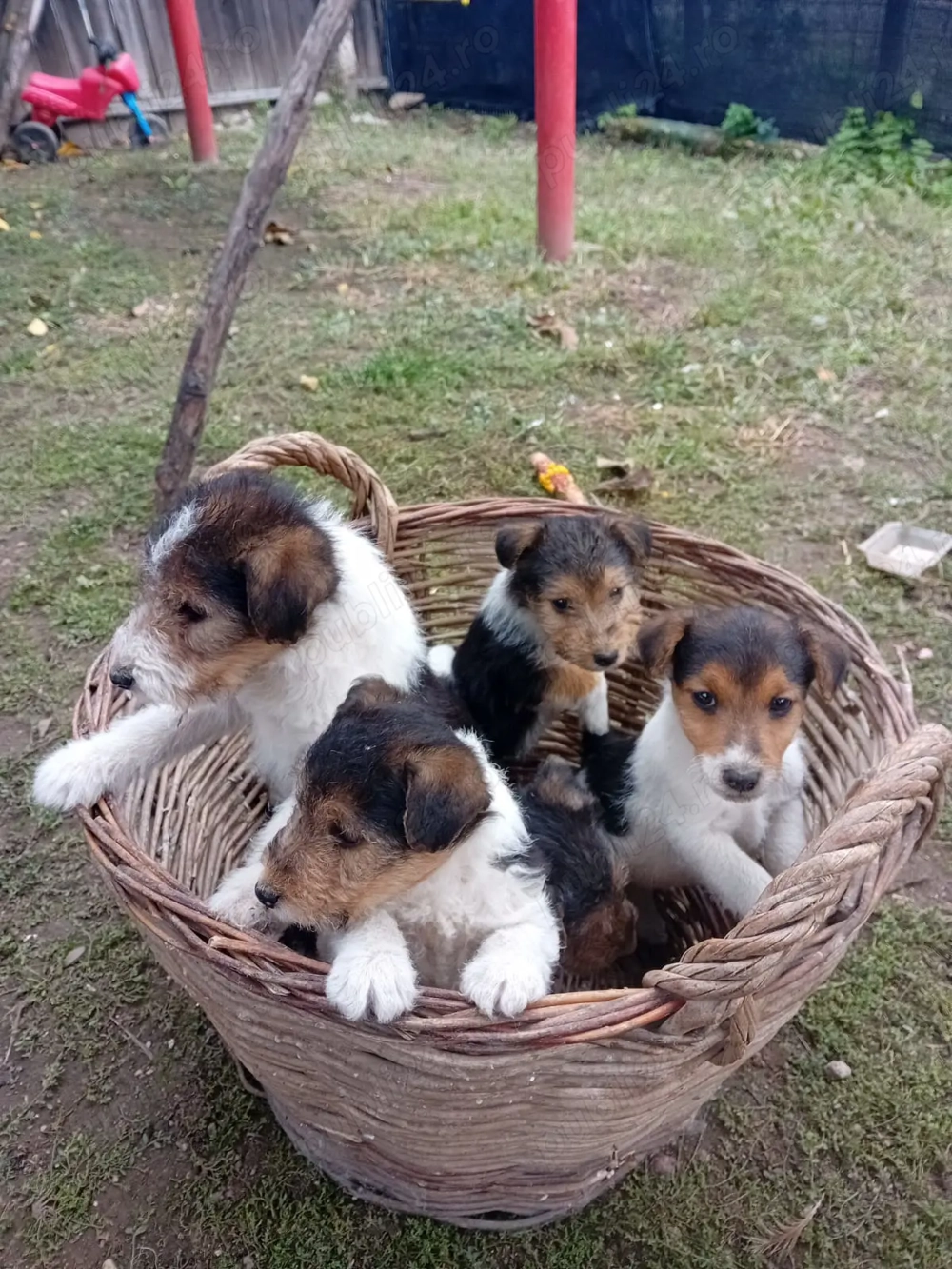 Căței Fox terrieri sîrmos 