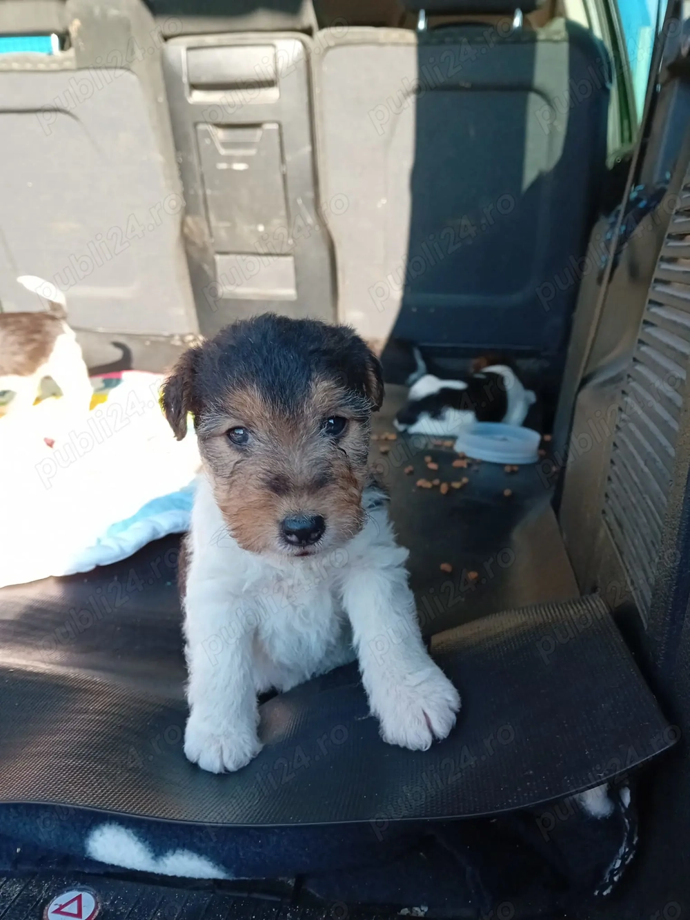 Fox terieri sârmos  Fox terieri sârmos