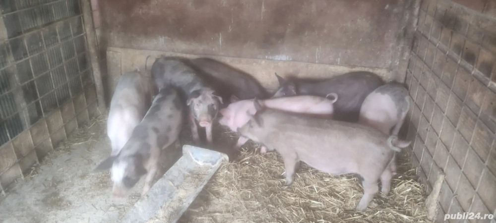 Purcei 10 săptămâni 