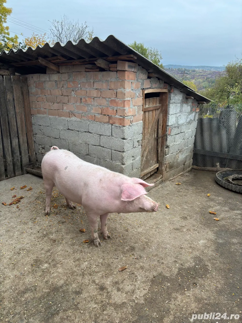 porci de vanzare