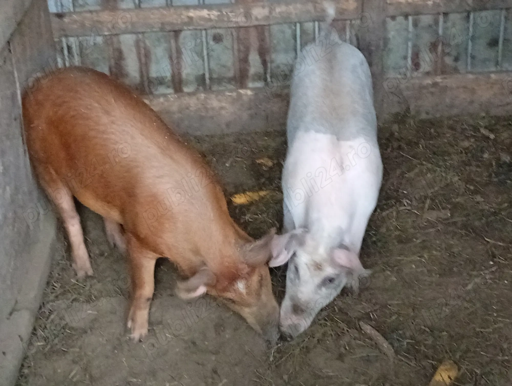 Porci și purcei de vânzare județul Iași  Porci și purcei de vânzare județul Iași