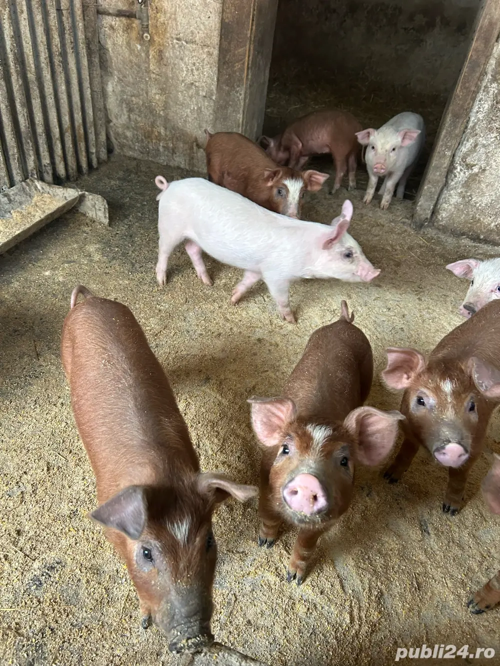 Purcei Landrace Duroc