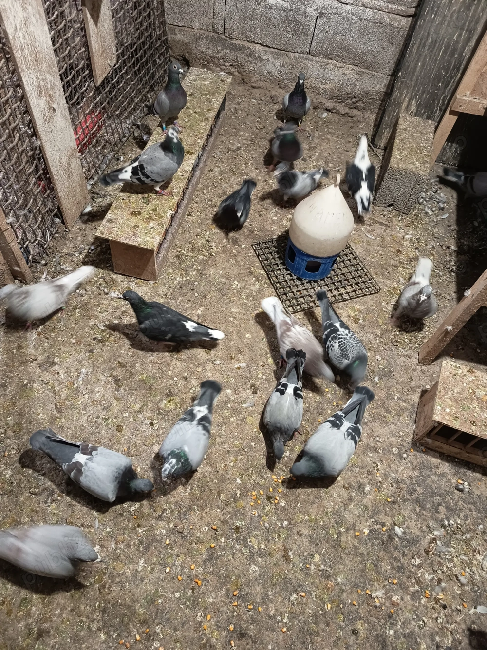 Porumbei voiajori de concurs 