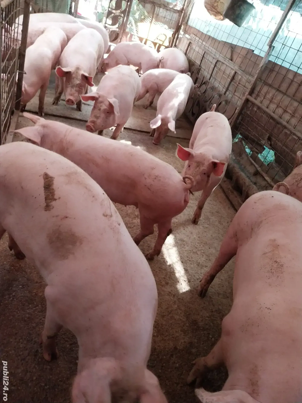 Asigur transport. vand porci de tara