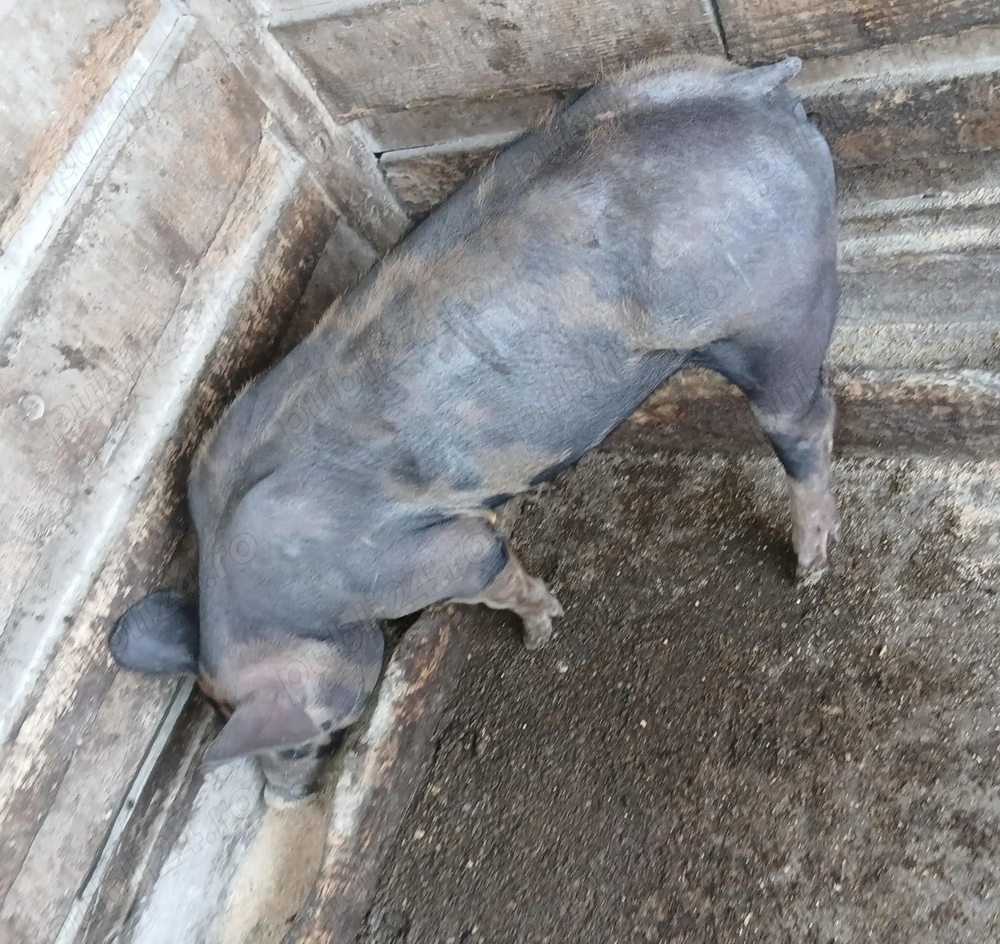 Porci  Duroc si Pietrain  Porci  Duroc si Pietrain