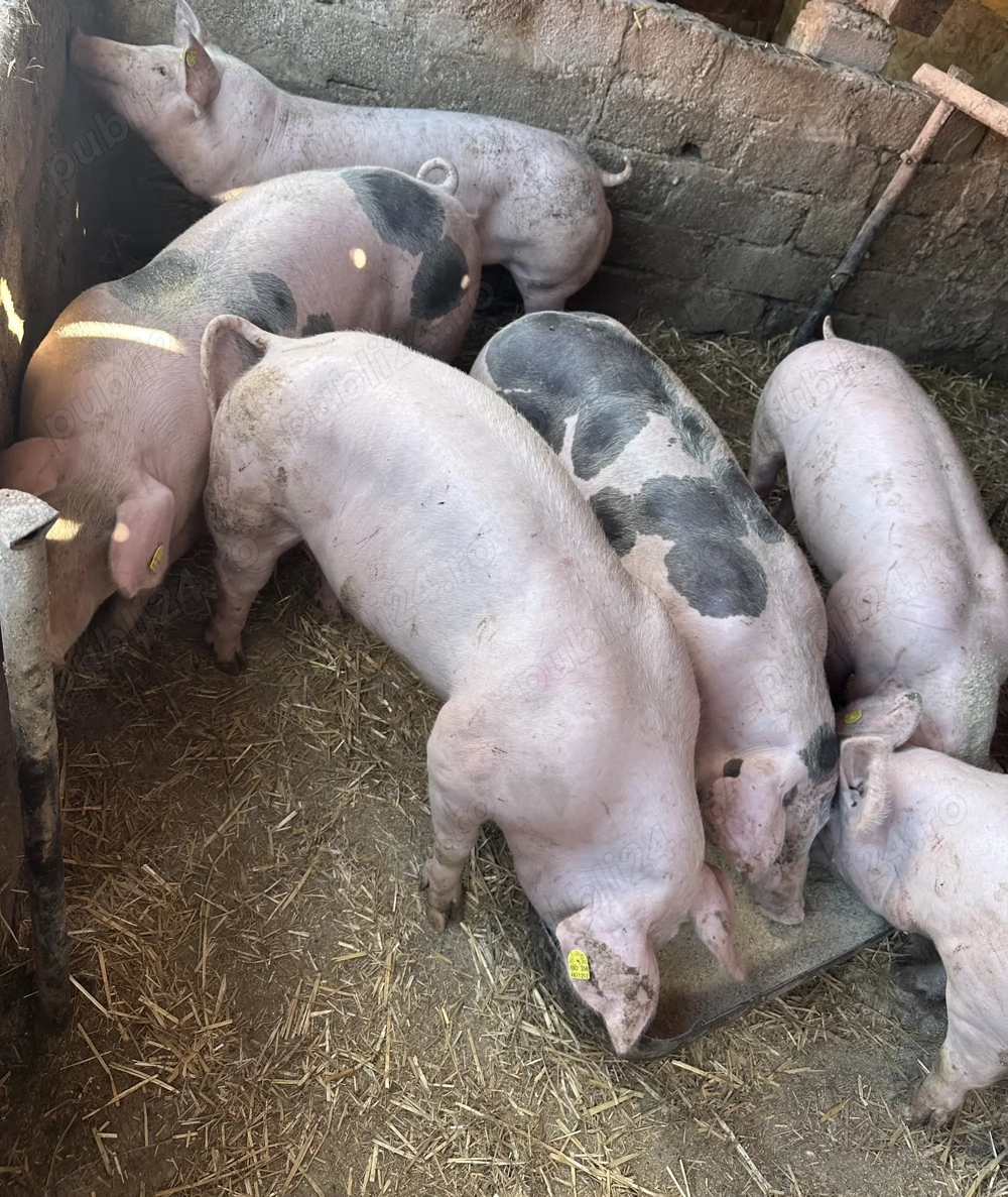 Vand Porci pentru Craciun 