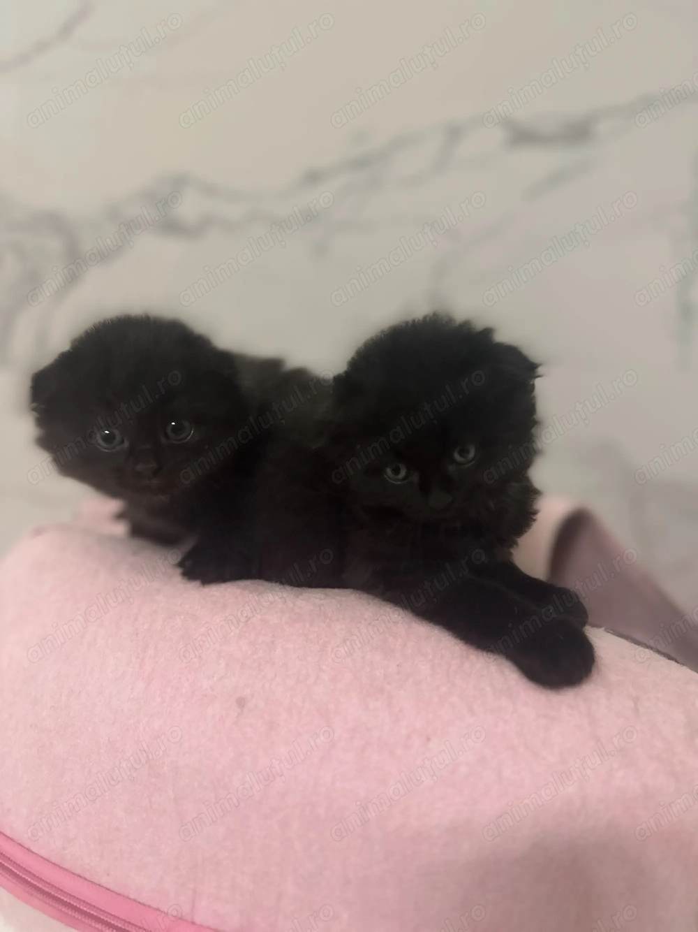 Scottish fold black longhair