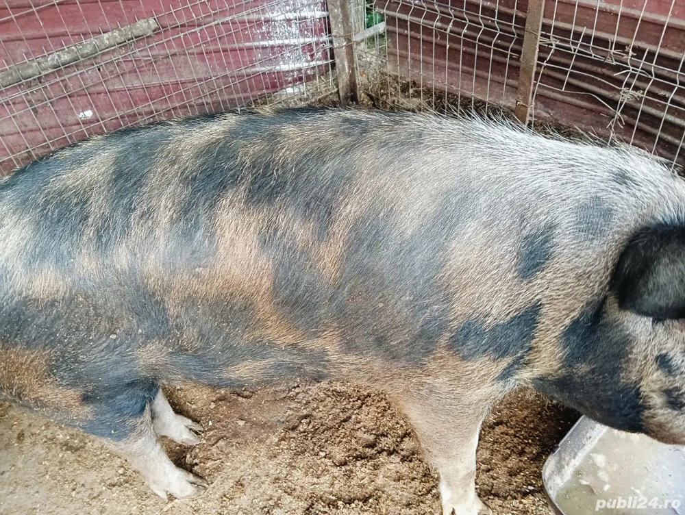 vând porc de tăiat 