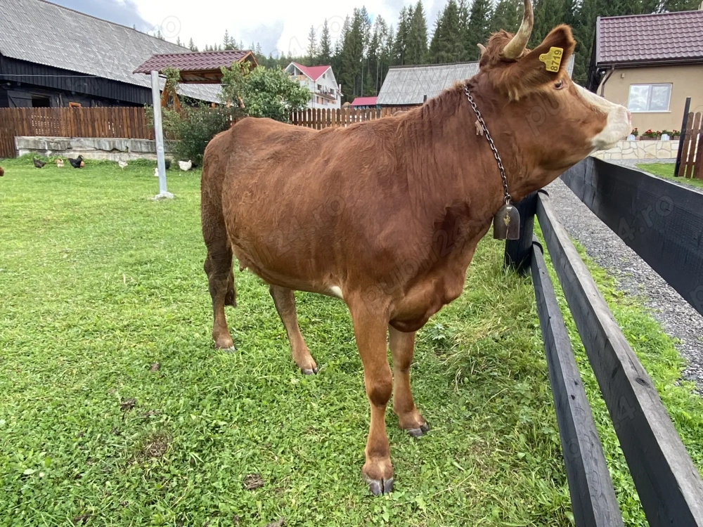Vând Junica Cu Vitea de 4 Luni Vând Junica Cu Vitea de 4 Luni