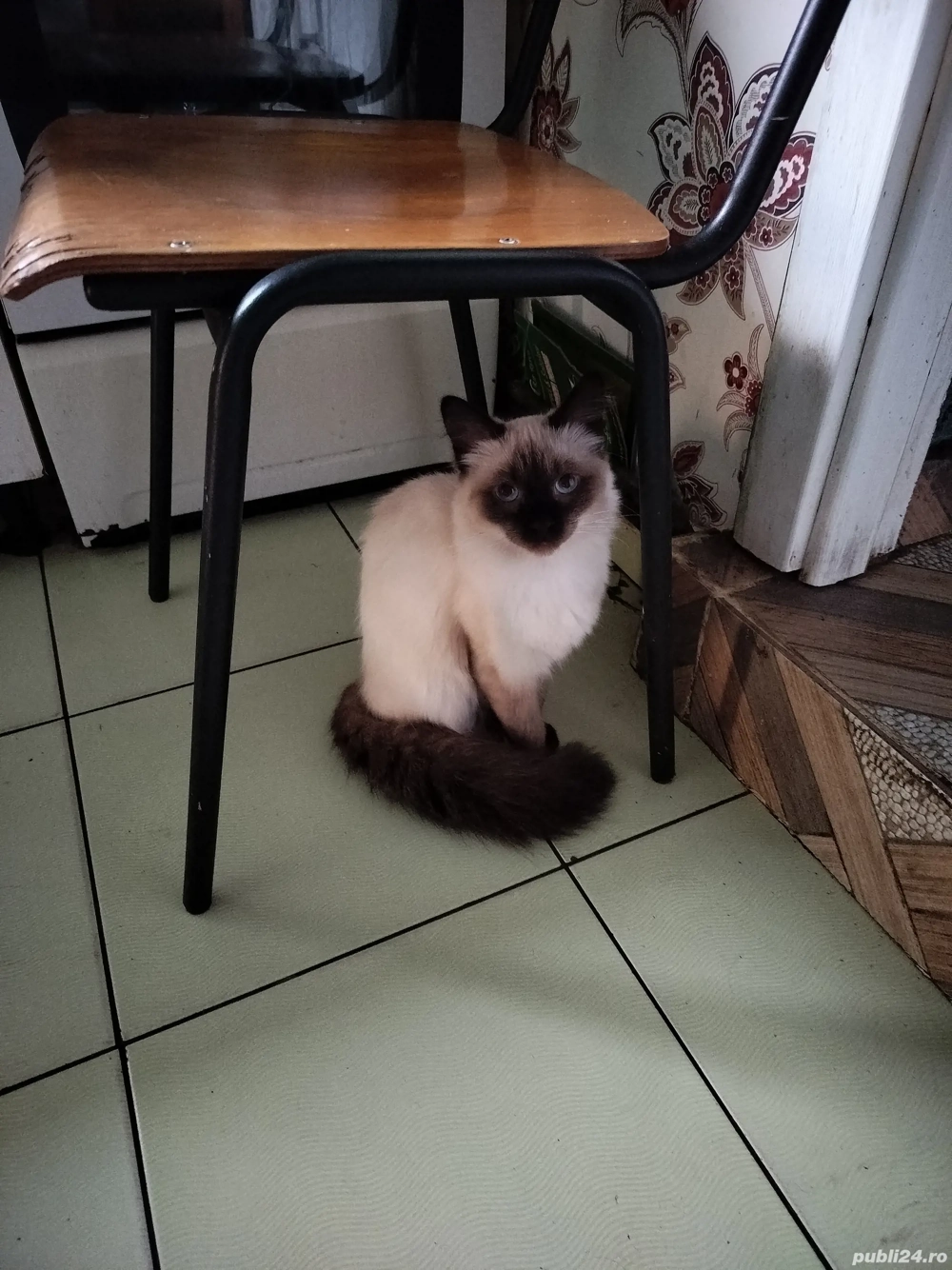 motan siamez motan siamez