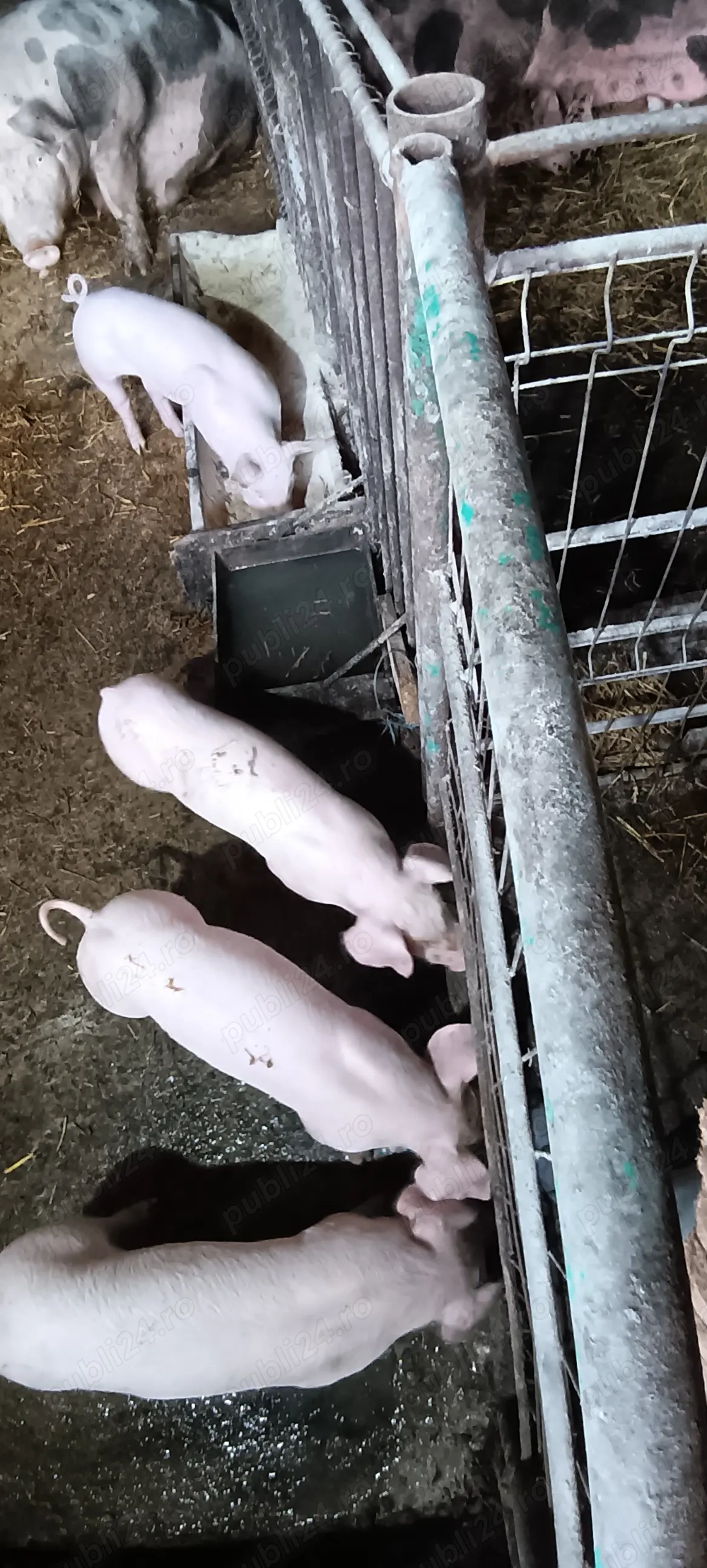 Purcel 7 săptămâni  Purcel 7 săptămâni