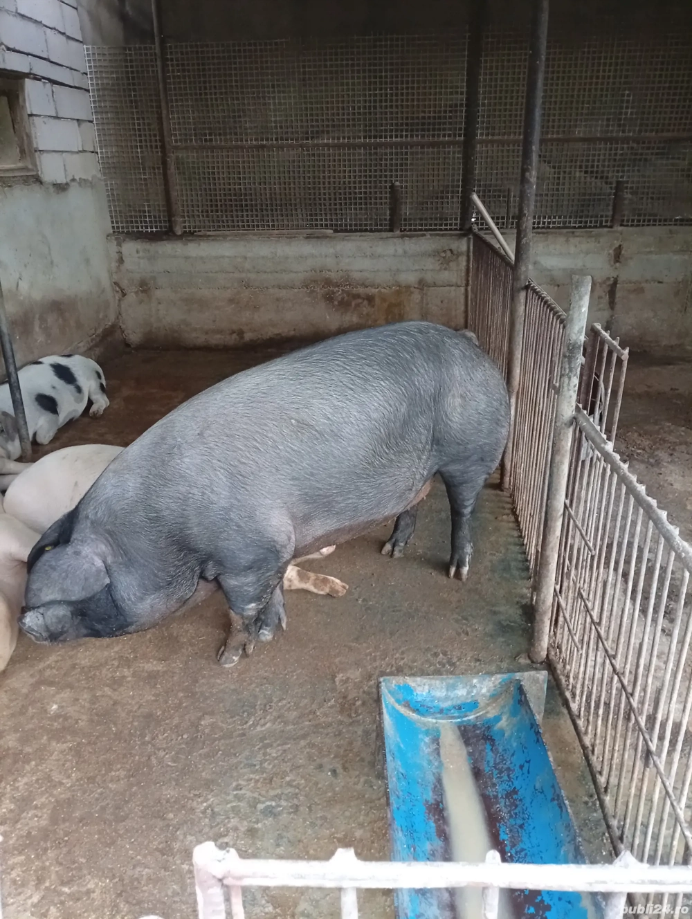 porc 250kg porc 250kg