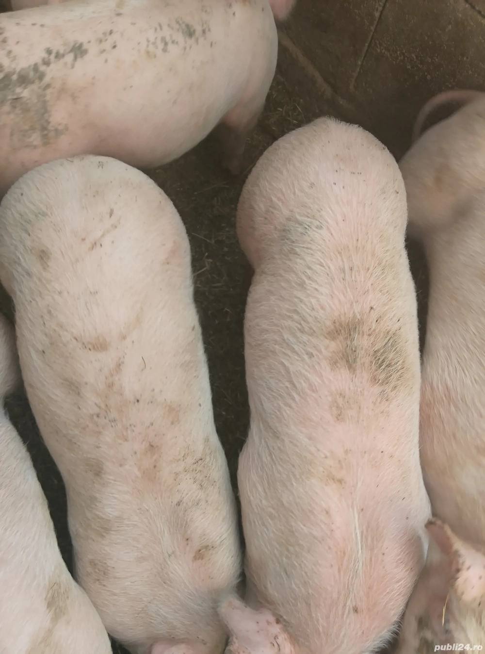 PURCEI vand rasa Pietrain cu Marele Alb