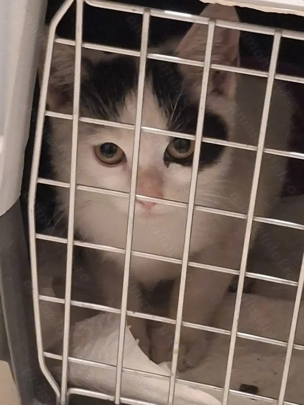 Adopție pisoi 4-5 luni Bucuresti