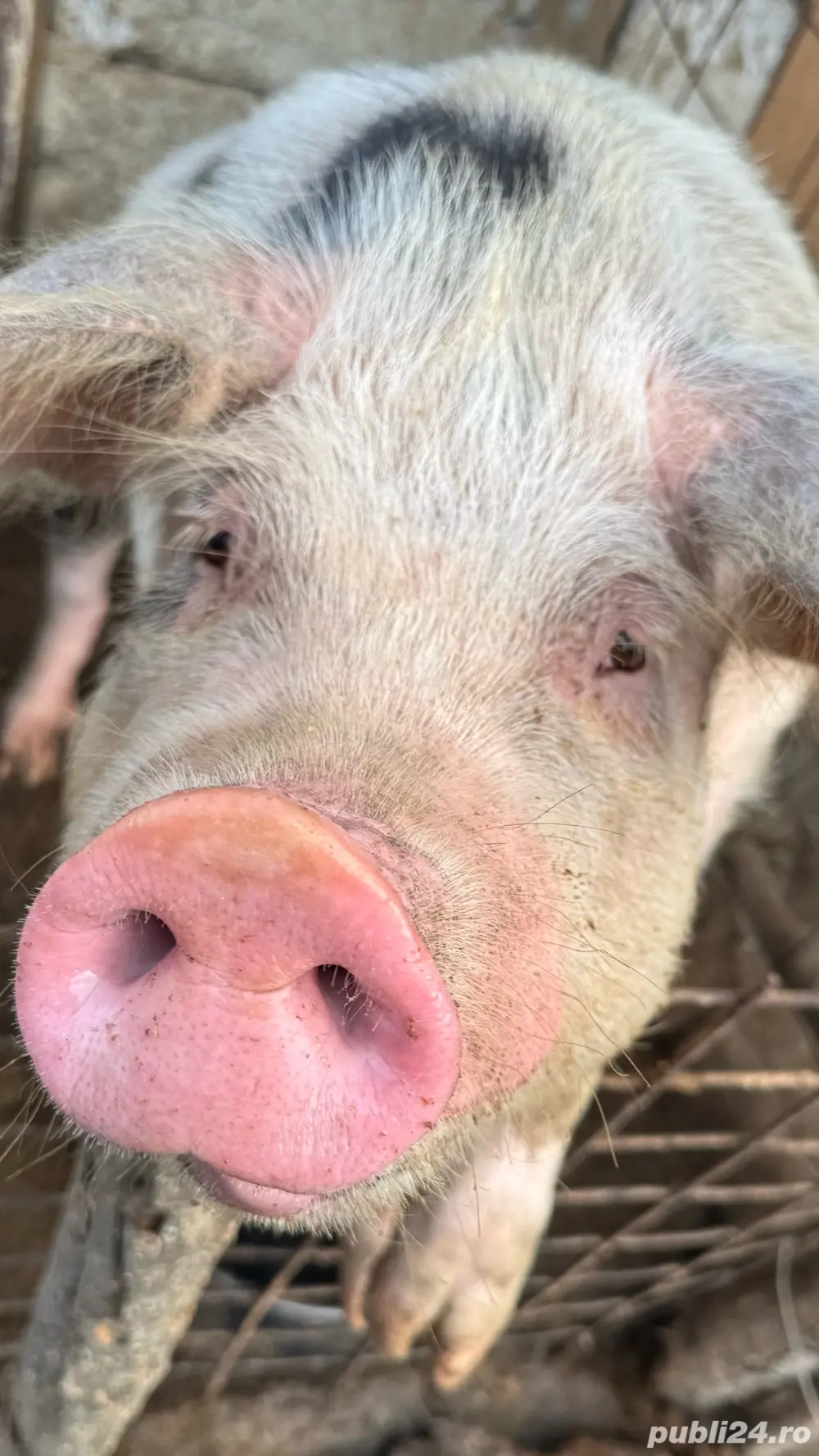 Vând porc  Vând porc