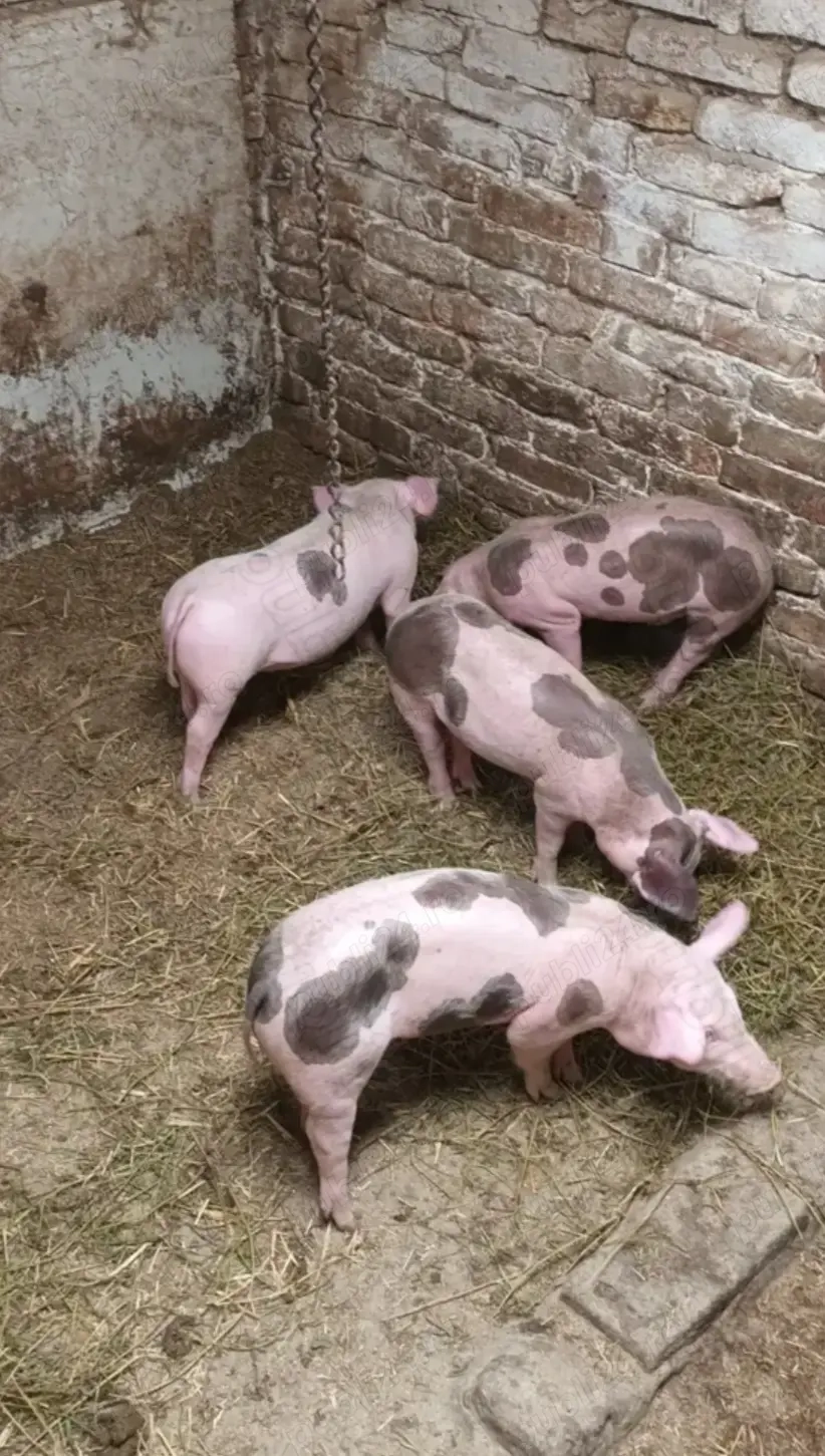 Schimb porci si purcei pe vaca cu lapte