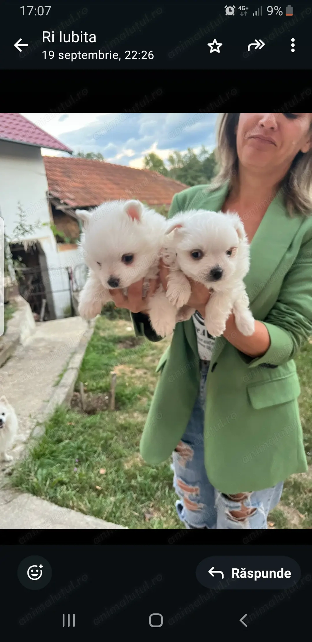 Pomeranieni fetite Pomeranieni fetite