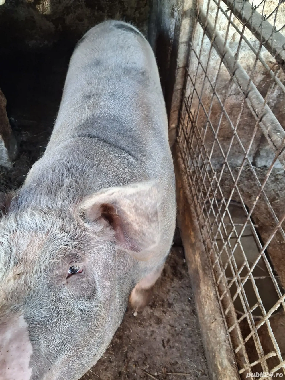 porc de vînzare 200kg 