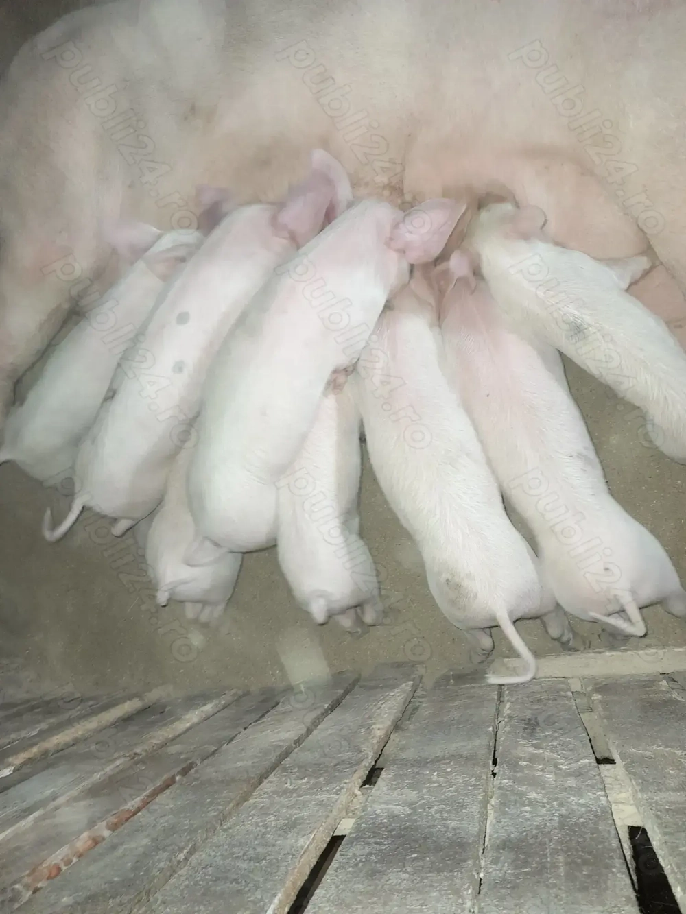 Purcei de vânzare  Purcei de vânzare